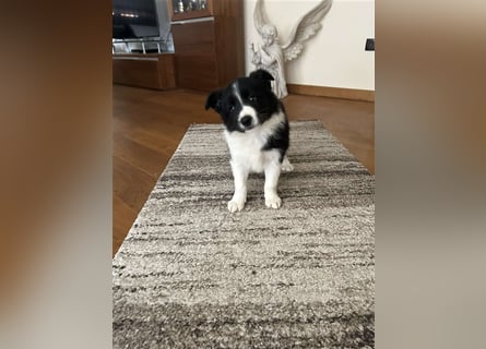 Border Collie Welpe