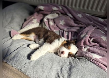 Mini Aussie Hündin / Mini American Shepherds aus Liebevoller Aufzucht