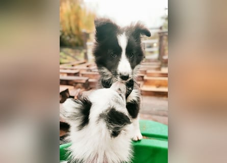 Sheltie 's wahre Seelenhunde