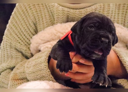 Cane Corso Welpen aus Liebevoller Familie