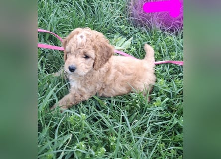 Cockapoo bereit zum Lieben!  - Schenken Sie sich selbst bedingungslose Liebe –