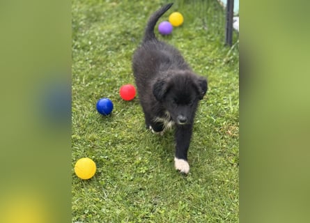 Australian Shepherd Welpen in  Black Bi