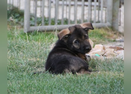 Schäferhund Welpen mit VDH Ahnentafel