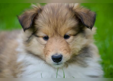 Wundervolle Collie-Welpen aus liebevoller VDH-Zucht suchen ein liebevolles Zuhause