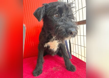 knuffiger kleiner THEO - 8 Monate, 40cm/9kg - Schnauzer-Mix
