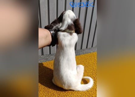 English setter Rüde Welpe