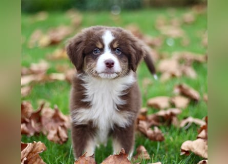 Traumhafte Mini Australian Shepherd Welpen suchen ab sofort ein liebevolles Zuhause