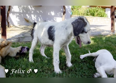Felix und Freddie suchen absofort ein Zuhause