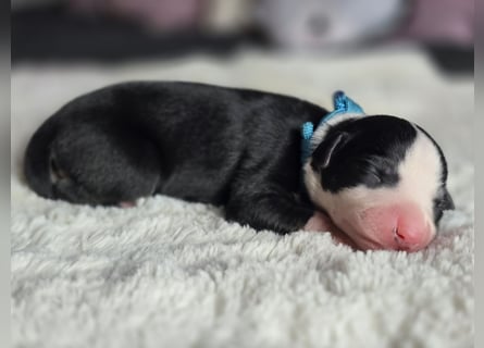 Whippet Welpen suchen liebevolle Familien