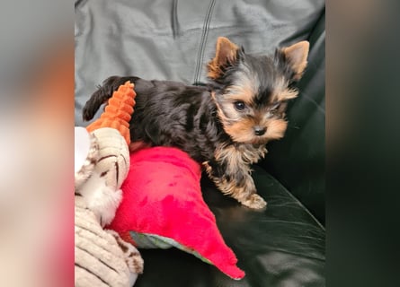 Yorkshire-Terrier Welpen,  reinrassig mit Ahnentafel sofort abgabebereit