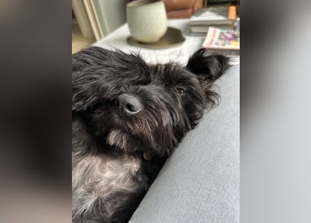 "Pumi“ – junge Schnauzer-Pumi-Mix Hündin sucht ländliches Zuhause