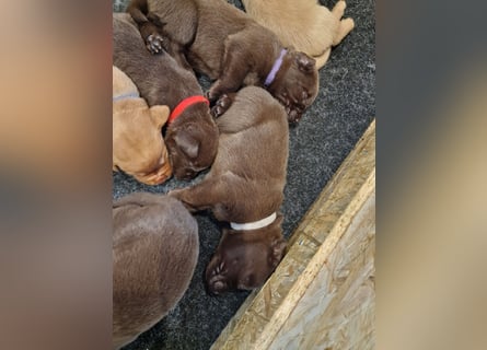 Ein brauner Labradorwelpe (Hündin) in liebevolle Hände abzugeben.