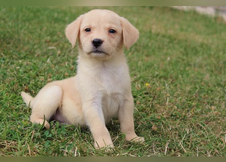 Labrador Welpen reinrassig mit Ahnentafel dürfen ab dem 25.08.25 ins neue Heim