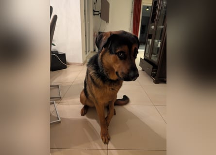 Rottweiler Schäferhund Mischling