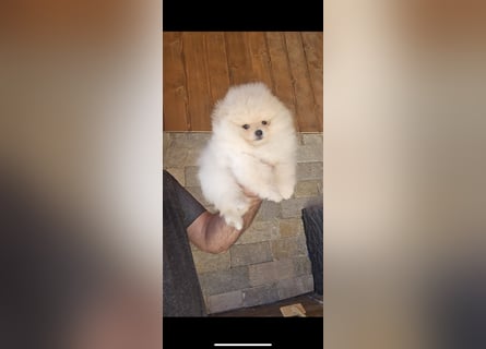 Pomeranian Welpen