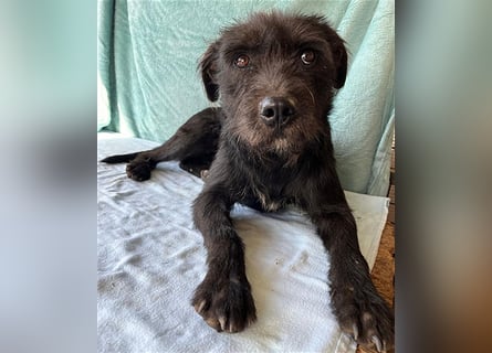 ❤️ RANDY mit den traurigen Augen - 1 Jahr, 45cm/15kg - Schnauzer-Mix