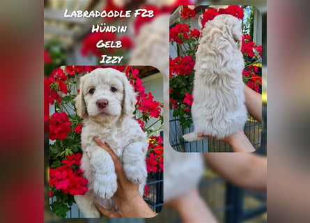 Labradoodle und Goldendoodle Mini/ Medium Welpen in verschiedenen Farben