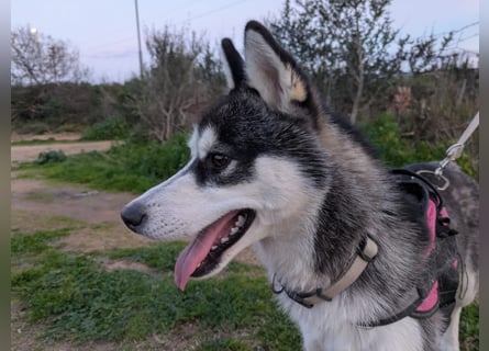 Lena: Familienhund sucht Familie