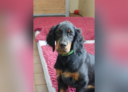 Gordon Setter Mädchen Sheila und Scarlett suchen nette Kuschelpartner