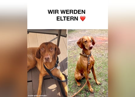 Wurfankündigung Magyar Vizsla Welpen (Mai 25)