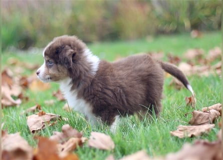 Traumhafte Mini Australian Shepherd Welpen suchen ab sofort ein liebevolles Zuhause