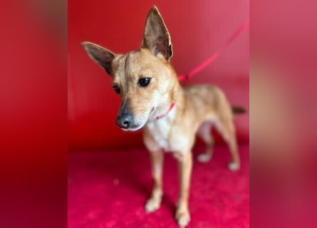 (R) ❤️ zarte kleine SZANDY - 4 Jahre, 32cm/4,2kg - Zwergpinscher-Mix