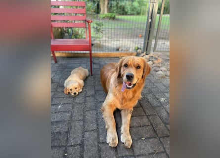 Golden Retriever dark reinrassig