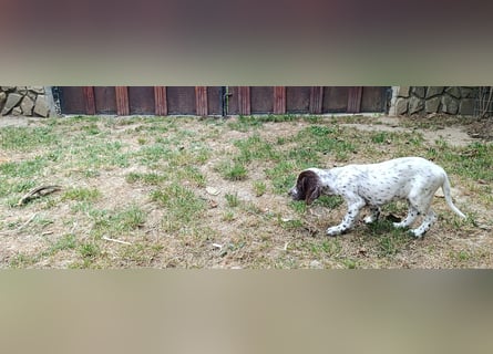 English setter Rüde Welpe
