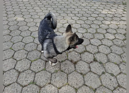 Akita - Husky Welpen