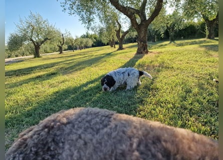 Lagotto con pedigre export