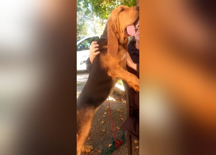 Bloodhound - Chien Saint Hubert