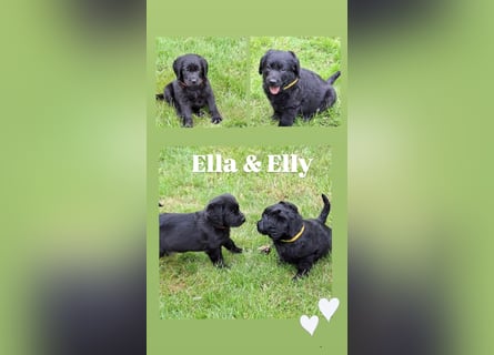 Labrador x Pudel = Labradoodlewelpen - ab Ende Mai