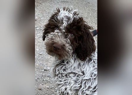 Lagotto Romagnolo / Wasserhund/ Trüffel Suchhund