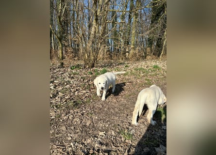 Zwei Schneeweiße Labrador Rüden suchen noch ein tolles Zuhause mit Ahnentafel