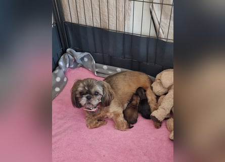 Unsere reinrassige Shih Tzu Hündin Sky sucht ab mitte Mai noch ihr neues Zuhause