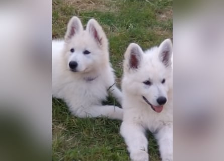 Weiße Schäferhundwelpen - Herzensbrecher für Familie, Sport und Show