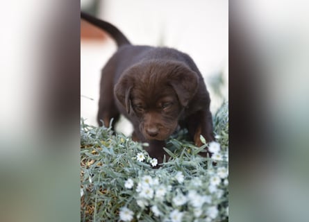 Aussiedor Aussiedorwelpe Welpe Australien Shepherd x Labrador