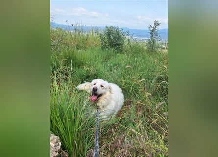 Mr. White: Ein liebevoller XXL-Teddybär sucht ein Zuhause zum Kuscheln