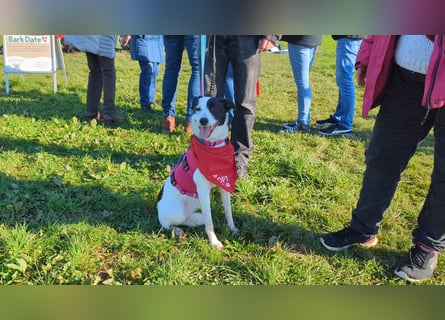 Junghündin Cora, 1Jahr, auf der Suche nach ihren Menschen