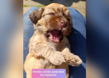 Bildschöne schoko Havapoos in verschiedenen Farben