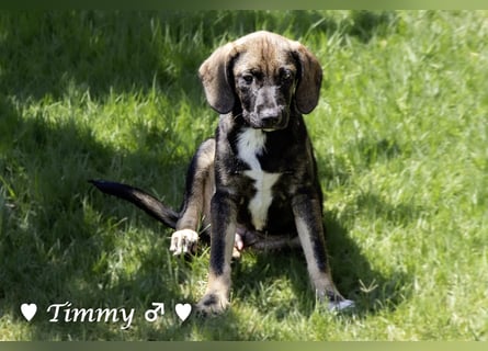 Timmy, Adam und Ajax suchen ein Zuhause