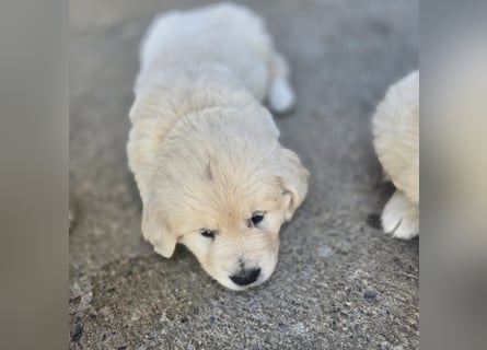 1 Golden Retriever Rüde sucht..