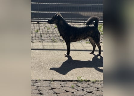 Lui - kleiner Hund mit großem Herz sucht 2te Chance