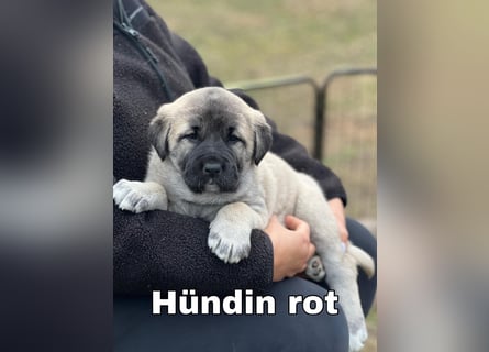 Kangal-Welpen suchen liebevolles Zuhause