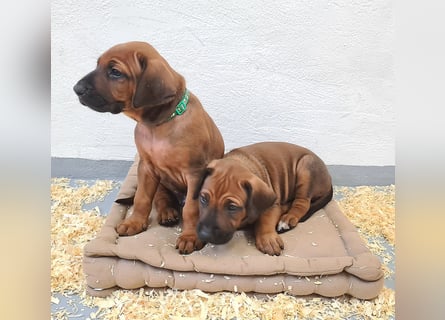 Rhodesian Ridgeback Welpen