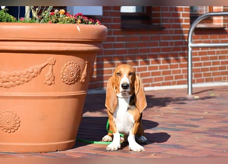 Der zauberhafte Vasko, ein reinrassige Basset Artesien Normand sucht ein neues Zuhause. Eine seltene