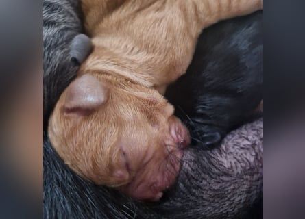 Labradorwelpen