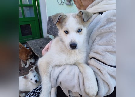 Akita-Husky Welpen