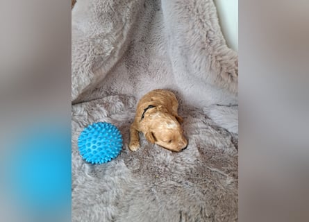 Maltipoo Welpen