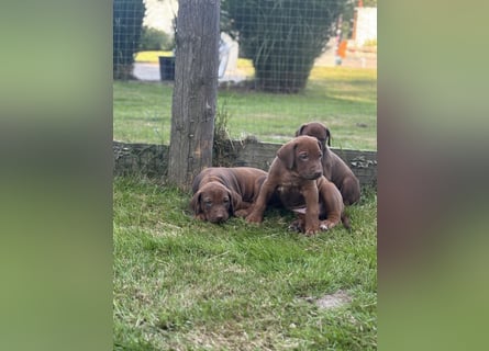 Rhodesian Ridgeback Welpen mit Papieren -Livernose-